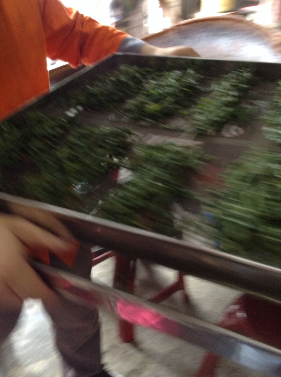 (Sorry for the blurred photo)   After 15 minites of extracting the moisture from the leaves, you have to place them in a tray which will be used for the next step.