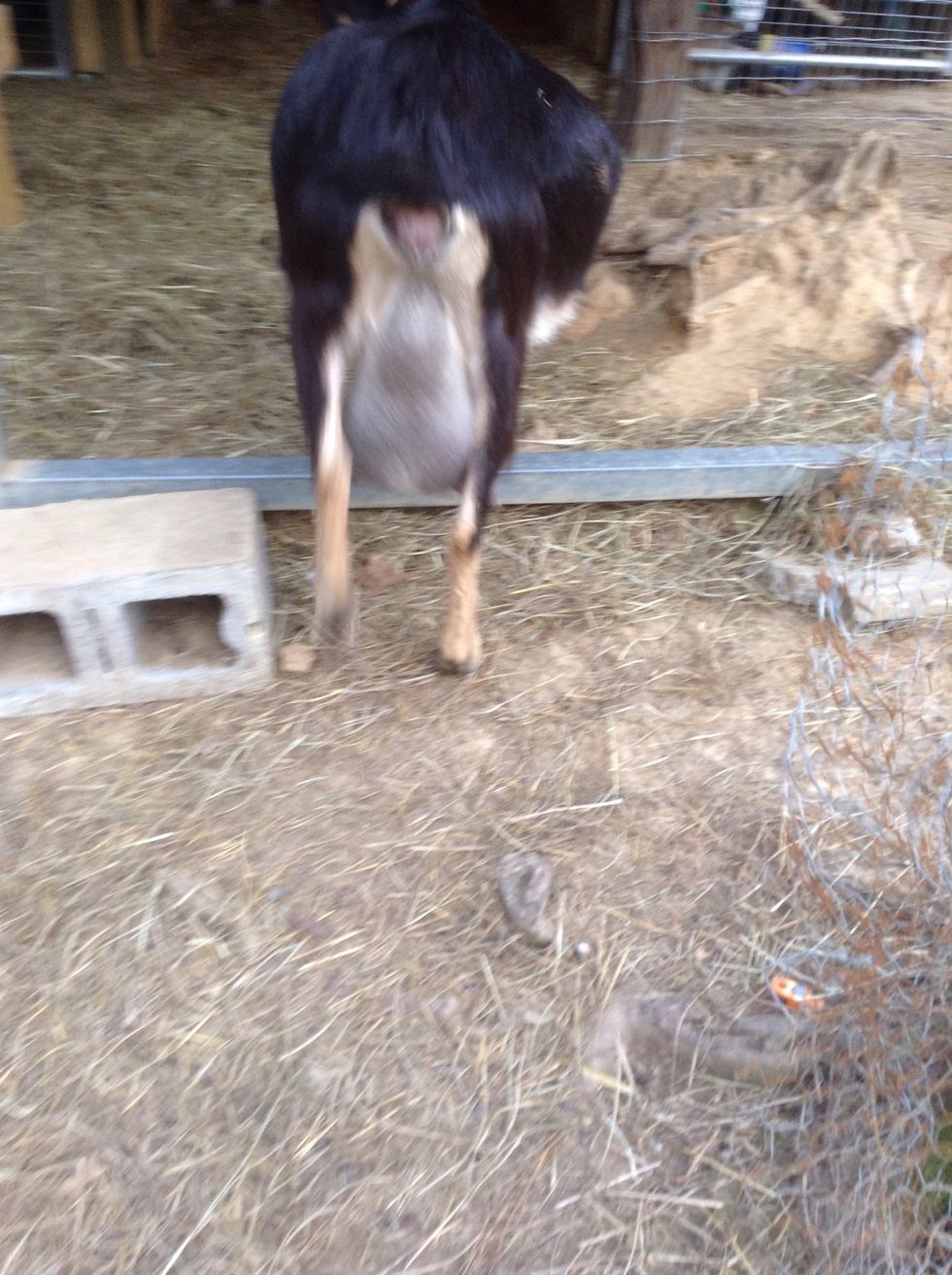 (Sorry for the blurry photo) her milk bag will fill up... By the way, DO NOT milk her, there is the colostrum in there that the babies will need!!!