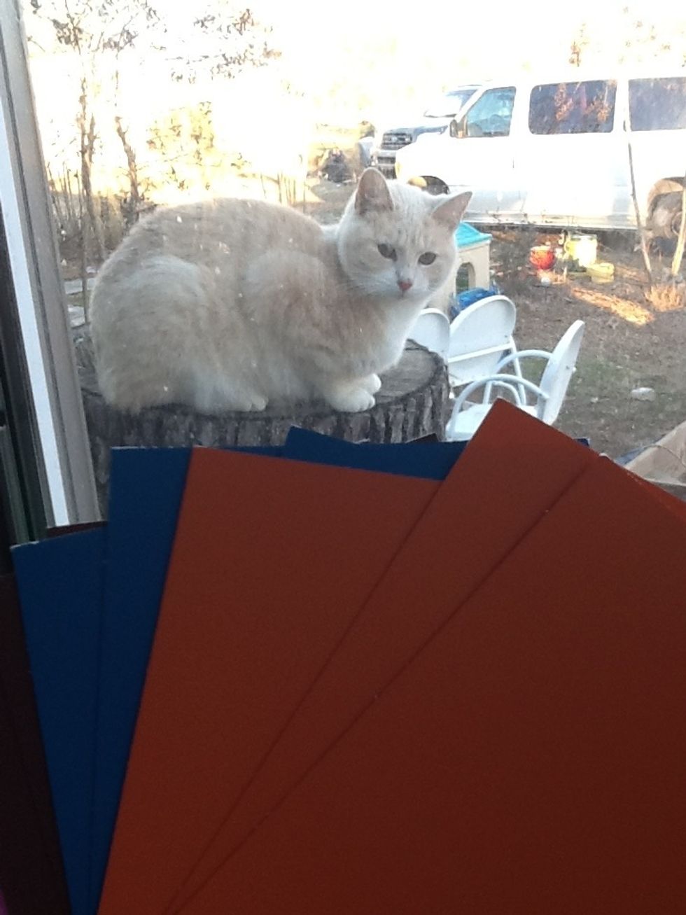 (SORRY MY CAT GOT IN THE WAY\ud83d\ude1c)These are the CARDBOARD paint chips. I use These cuz there FREE and its easier than painted cardboard, there in the paint sections in stores.