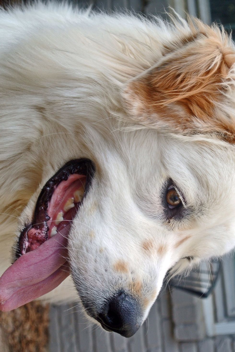 (Sorry this ones upside down xD) Pets are great subjects for photos, plus they're a lot of fun! However, sometimes they can be hard to control long enough to snap the picture. Practice makes perfect!