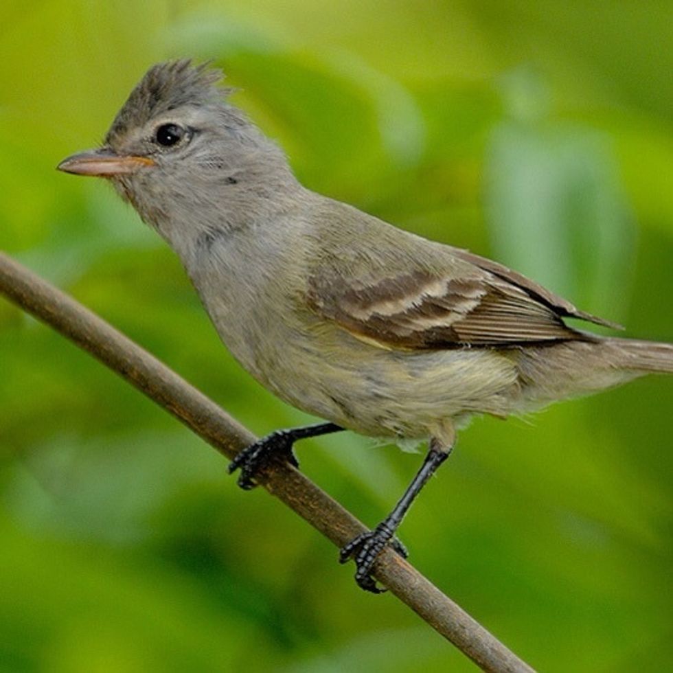Southern Beardless-Tyrannulet