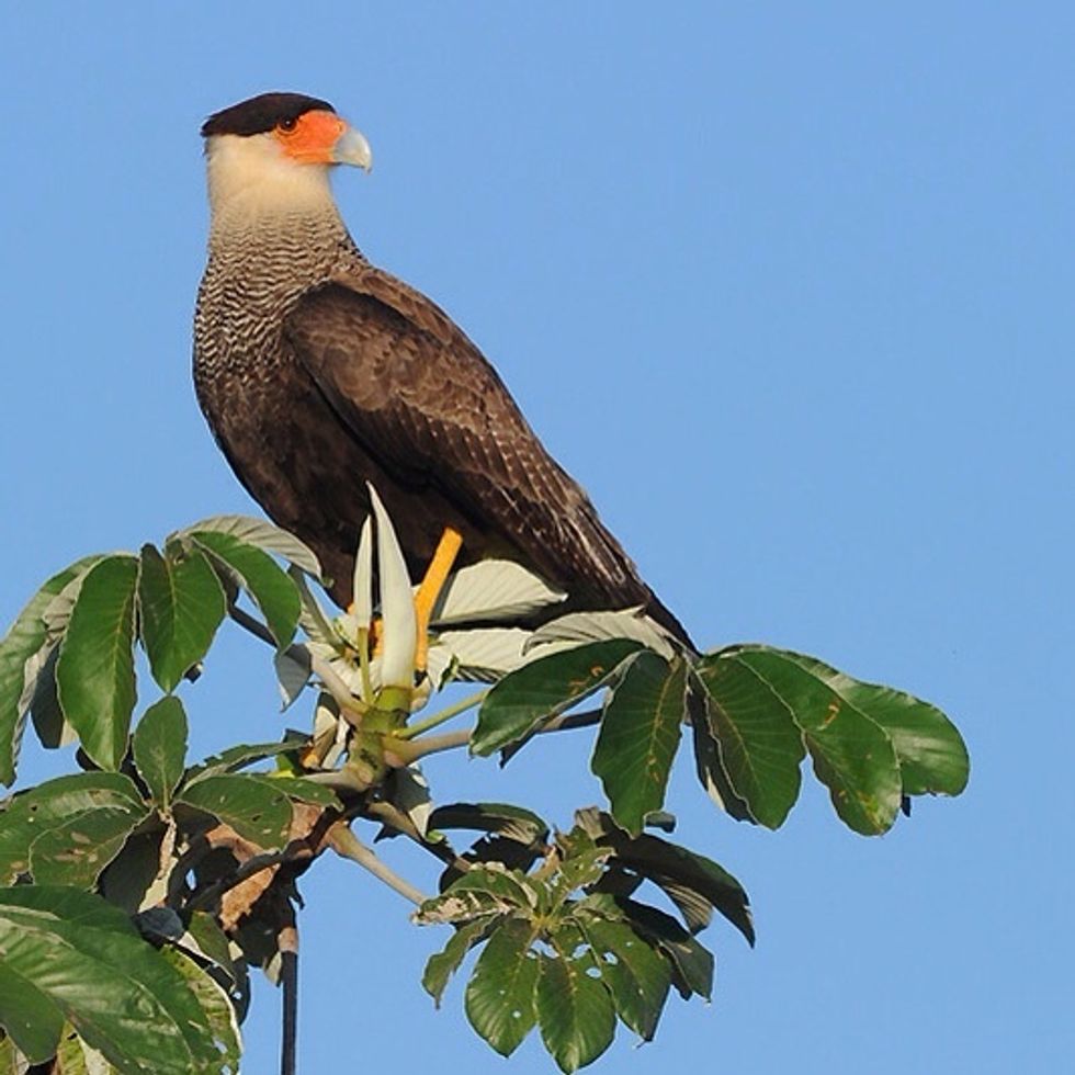 Southern Caracara