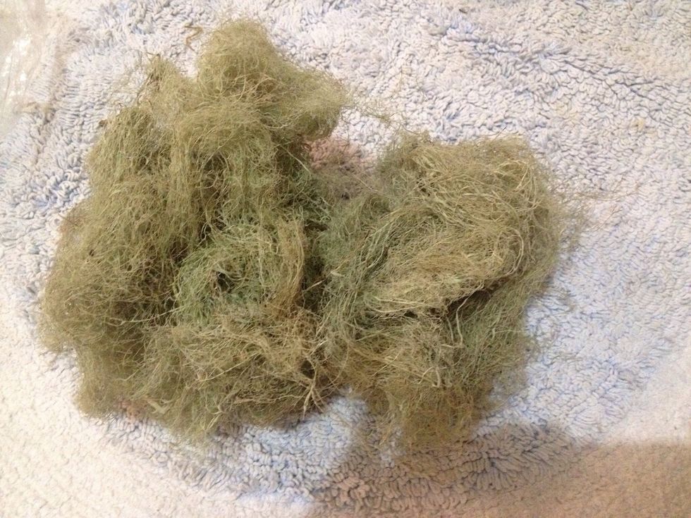 Spanish moss like this is a parasitic species to many trees (like oaks here in California). You'll find it hanging all over trees in open spaces and forests. Gather some for free!