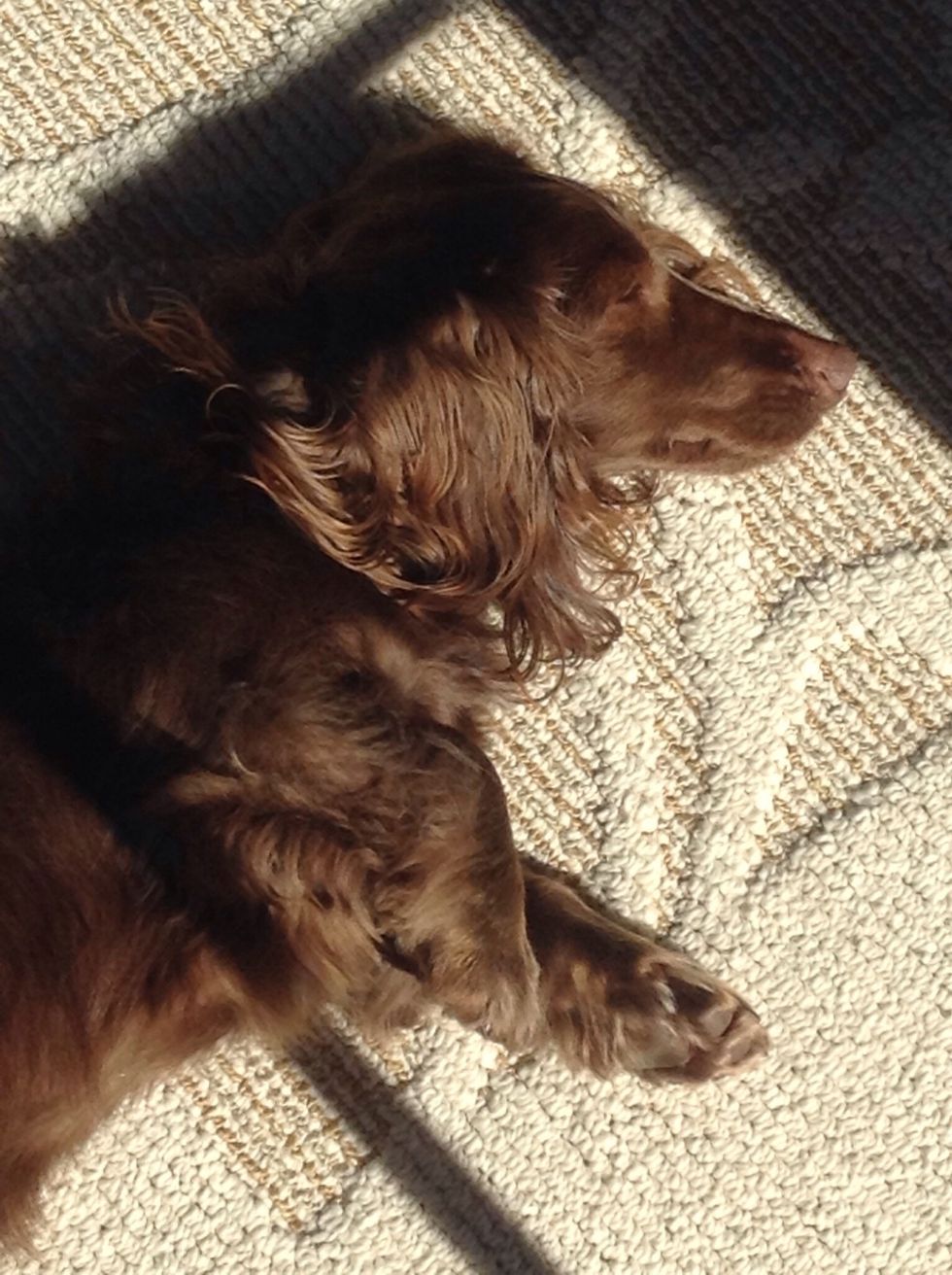 Speaking of sleep, she does that a lot! She loves to sleep in the sun in our dining room and always lays out like she's sunbathing!\u2600\ufe0f