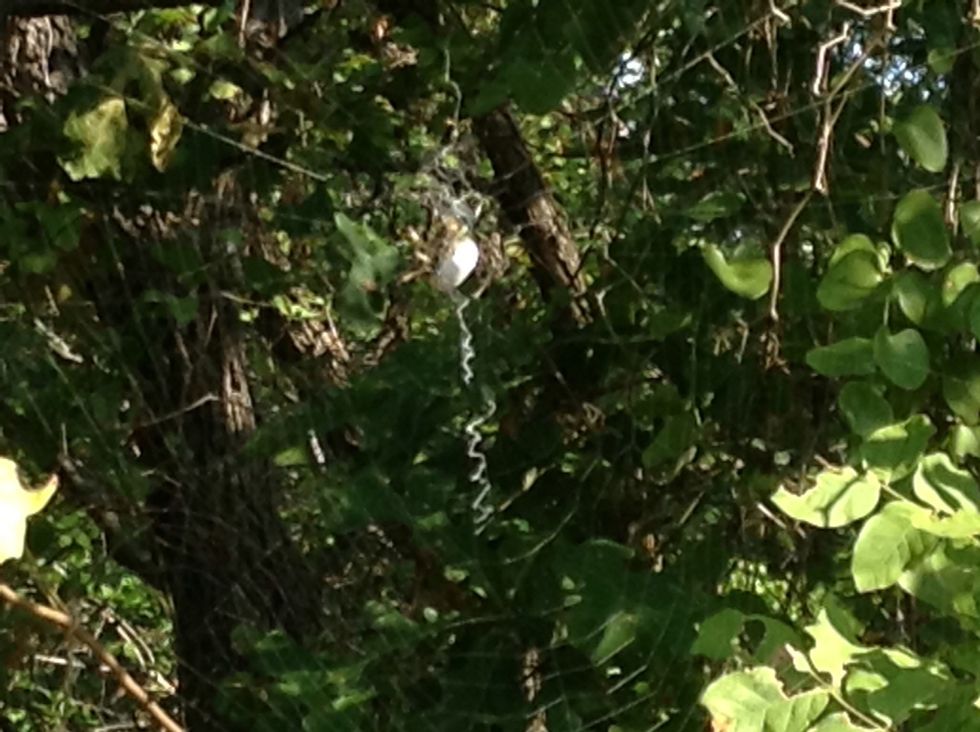 Spider eating lunch (day1). On time I saw it eating lunch