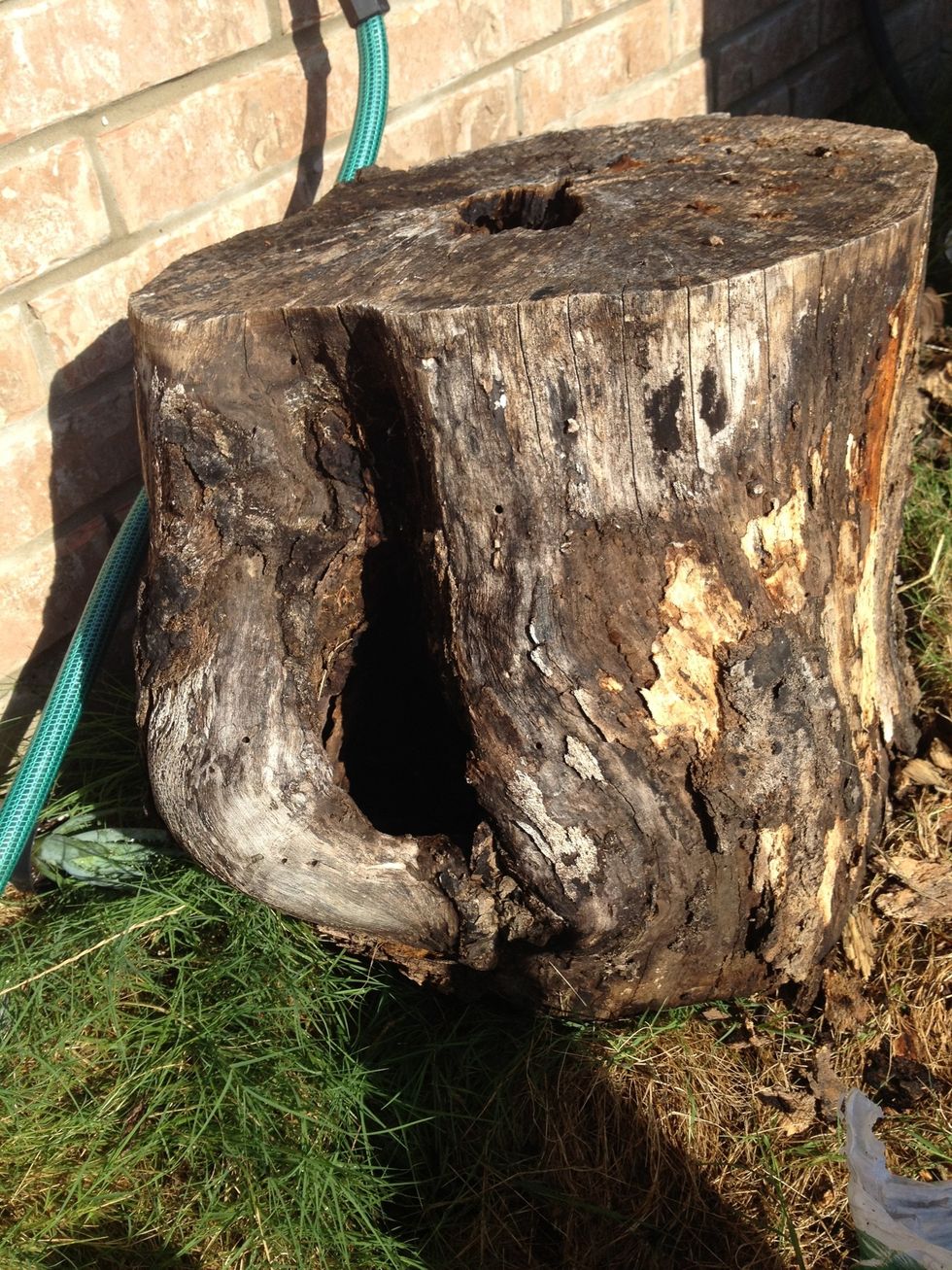 Spray off your tree stump. Clean out the holes where you'd like to plant the plants.