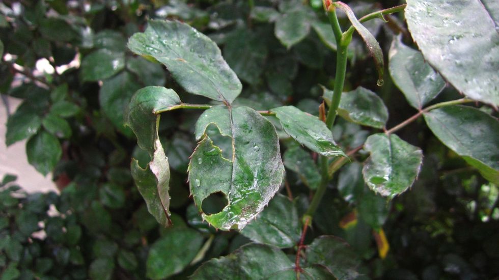 Spray the Cinnamon Leaf Oil evenly to prevent insects from eating the plant leaves like on this Rose plant. Spray Cinnamon Oil once every 2 weeks or as necessary, just enough to keep the insects away.