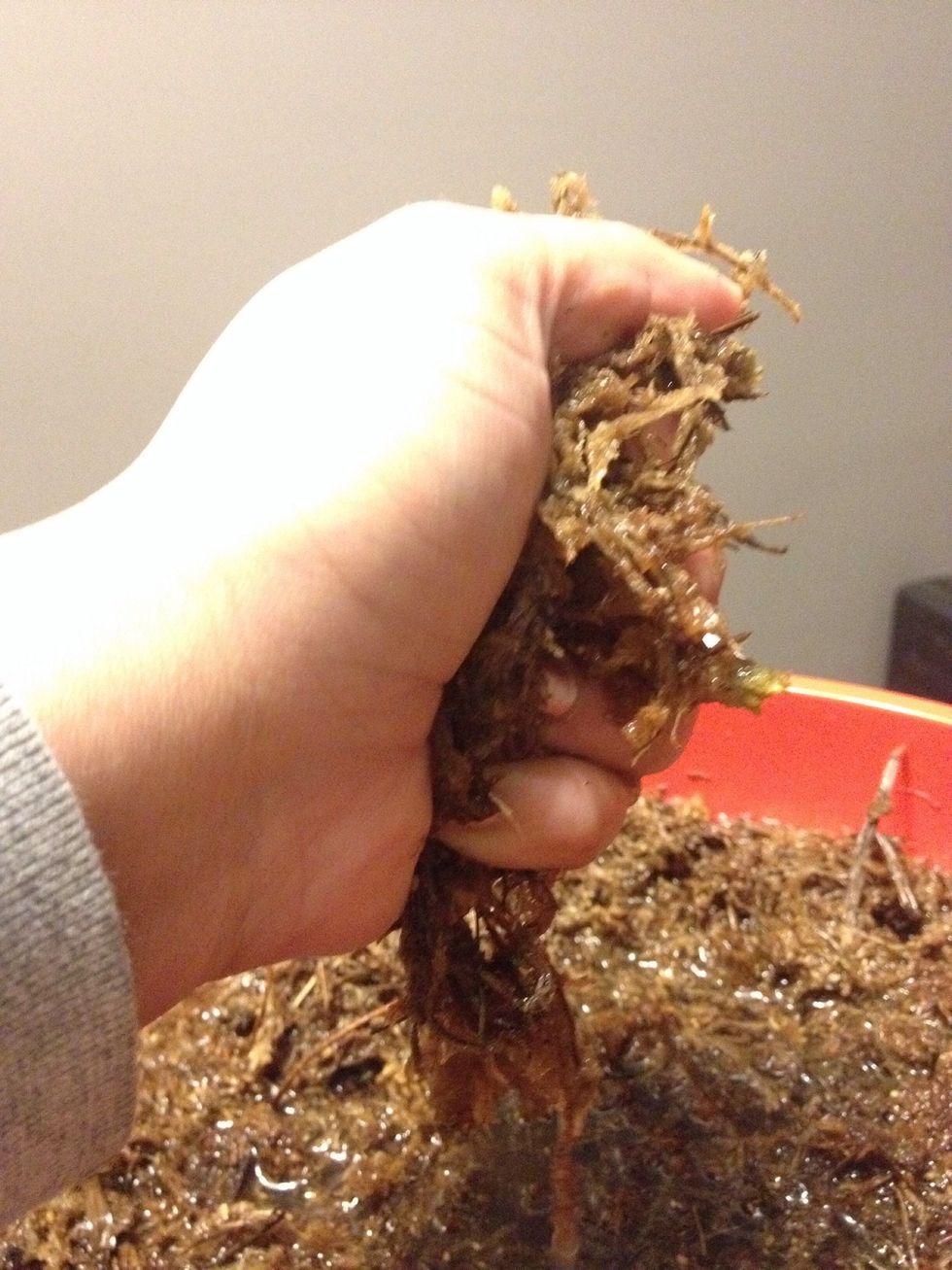 Squeeze the excess water from a handful of sphagnum moss.