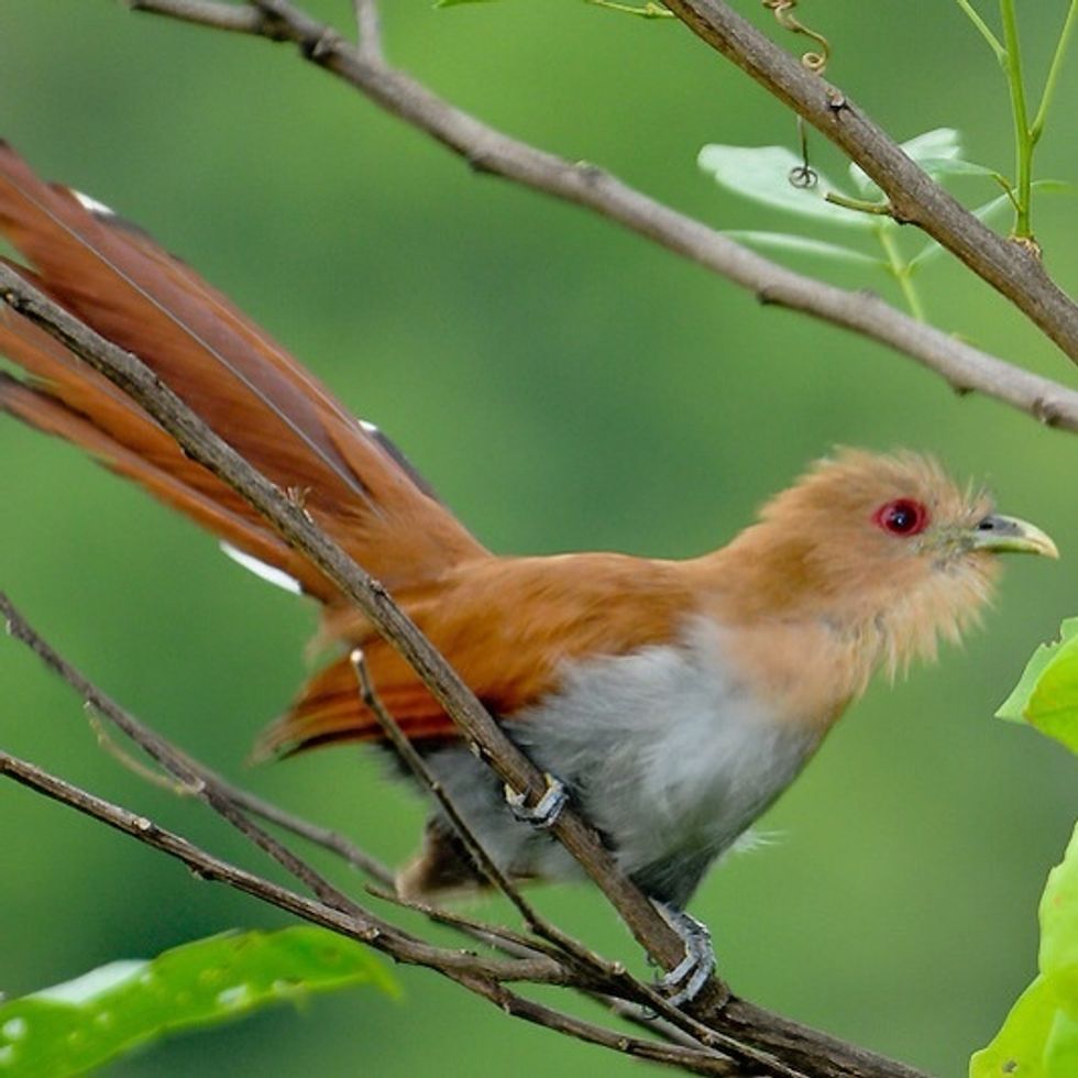 Squirrel Cuckoo
