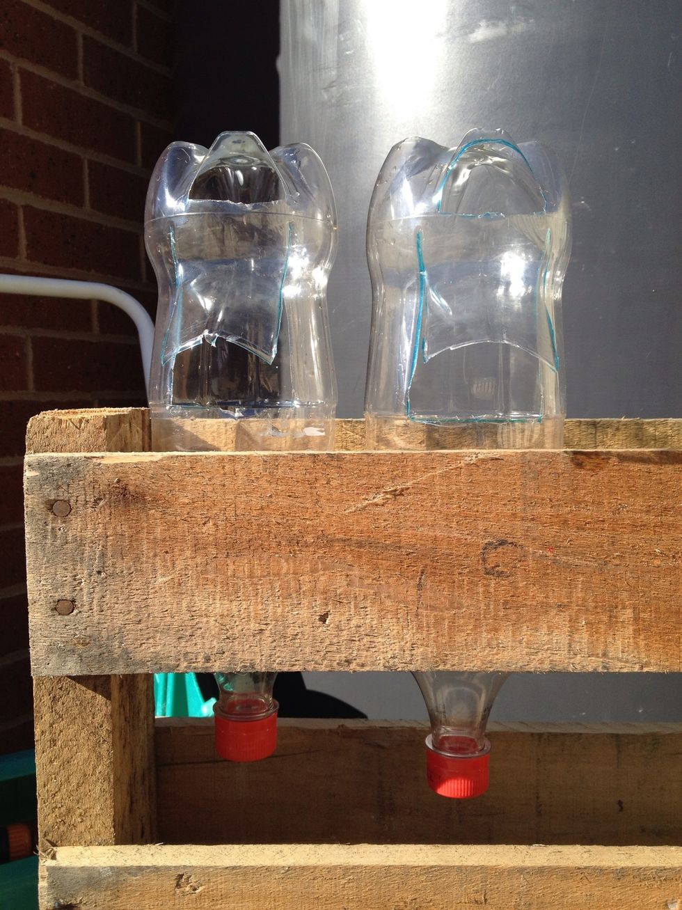 Stack your bottles side by side in an old pellet or something to hold them up (i have used panty hose stapled to a board before lol)