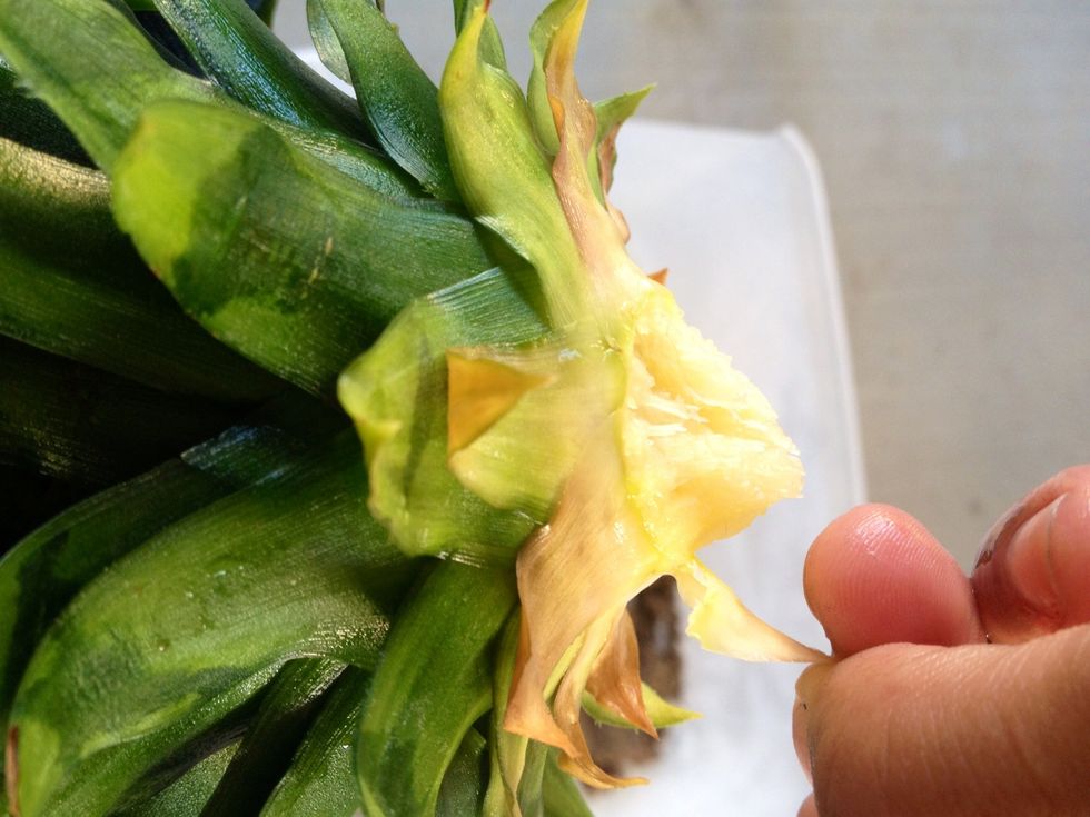 Start a the base of the leaves and begin to pull each leaf off, exposing little roots..