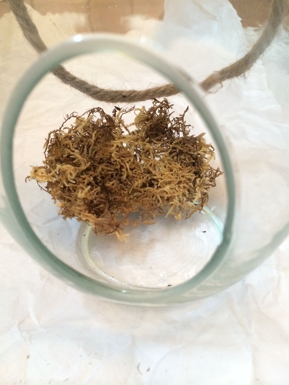 Start adding your moss. Don't forget to use your gloves!