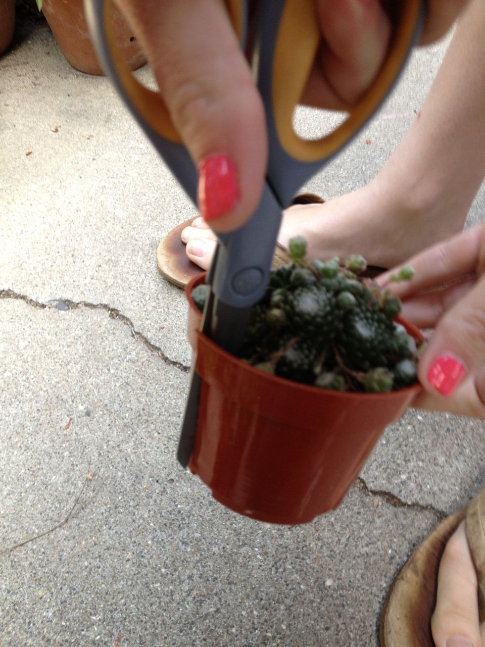 Start by cutting a slit down the side of the plastic pot your succulent will come in to remove it.