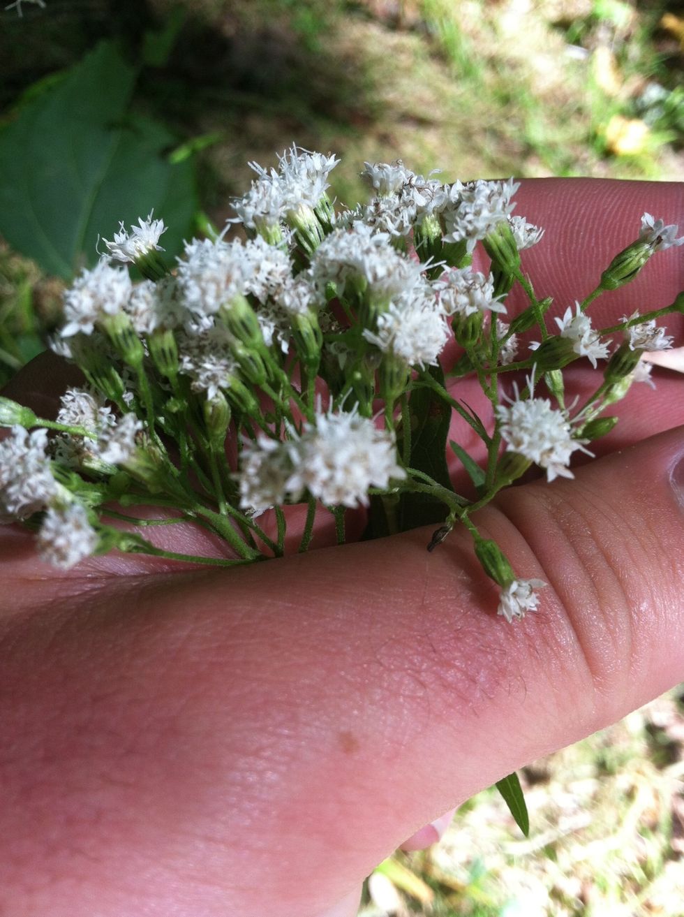 Start by picking your flowers