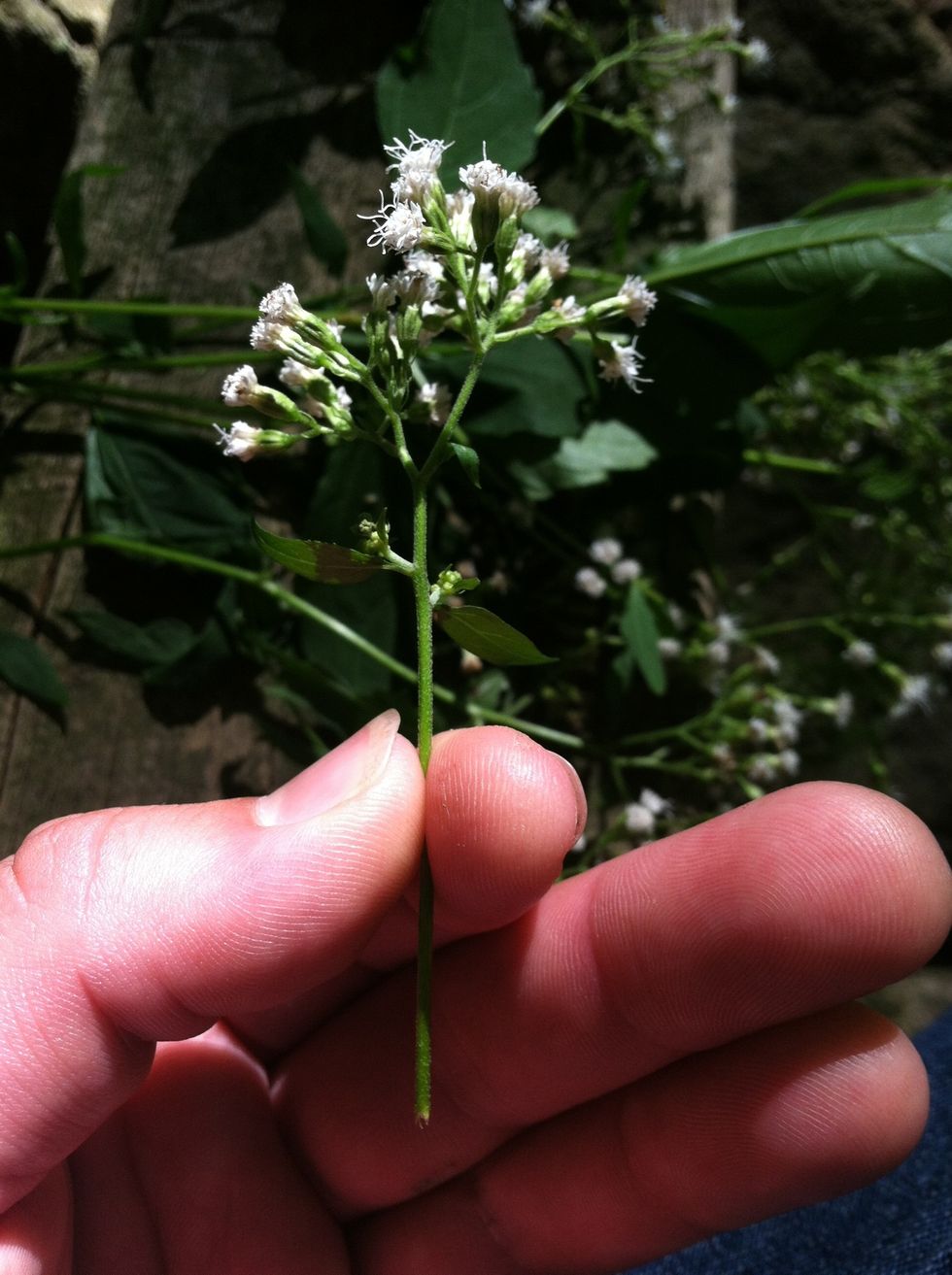Start by removing the flower with a stem about 2 or 3 inches long