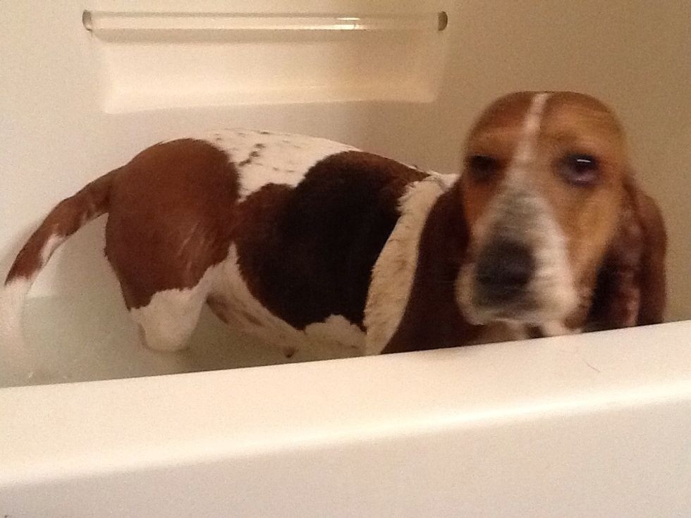 Start out get the dog a rinse before putting shampoo on the dog..