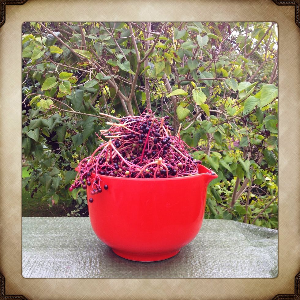 Start picking elderberries and realise ....