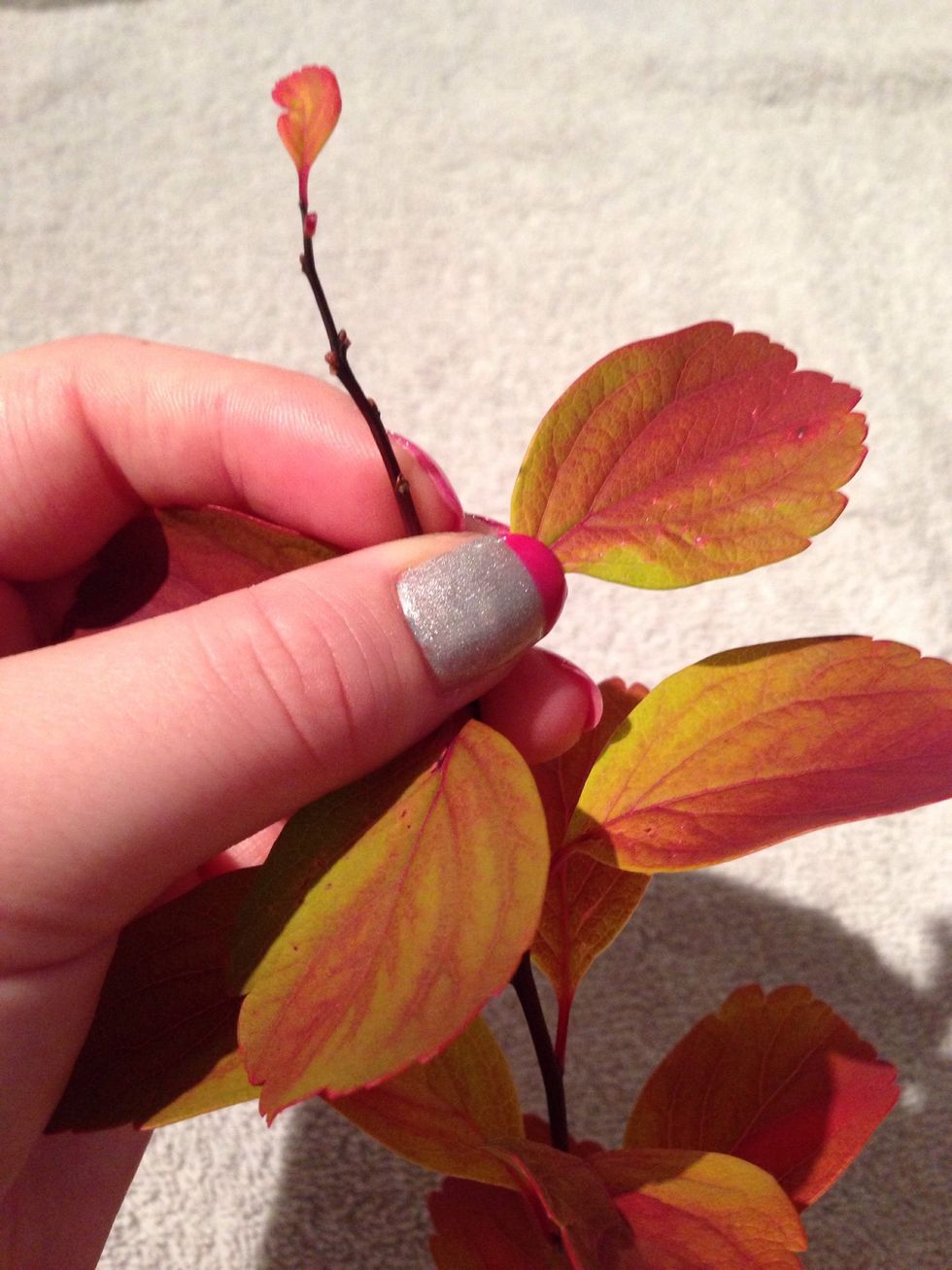 Start picking off each leaf, but save the stem, this will be used later