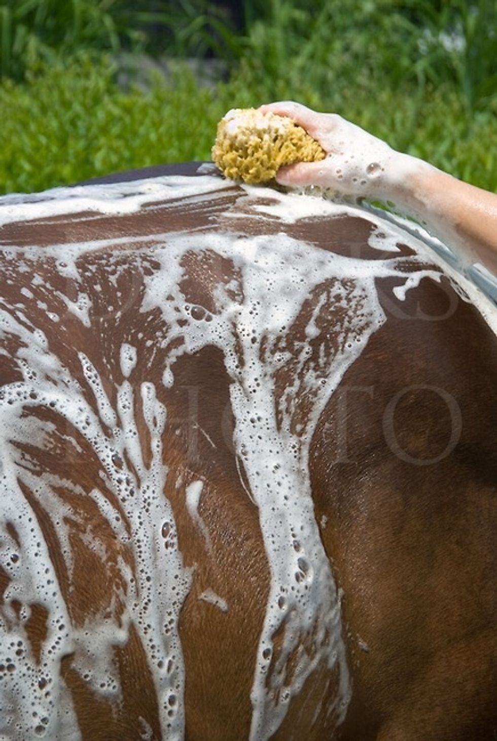 Start rubbing horse with sponge to get the soap all over