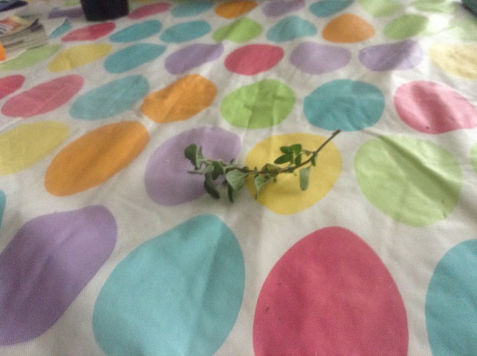 Start with a cutting like this (2 or 3). If you don't have cuttings, use 5 or 6 seeds, but the growth of the bush will take a while longer than the cuttings. Personally, I use the seeds.