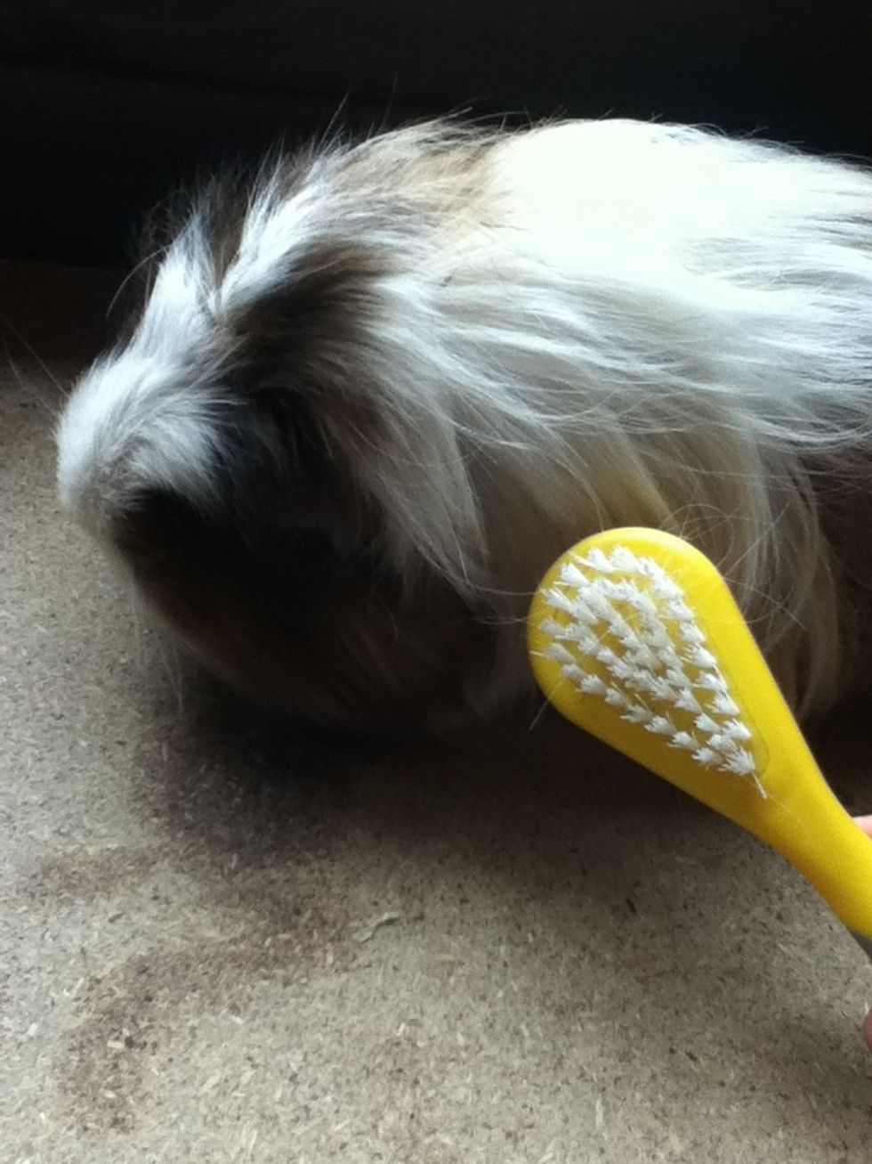 Start with the softest brush and brush all bits of hay and straw out