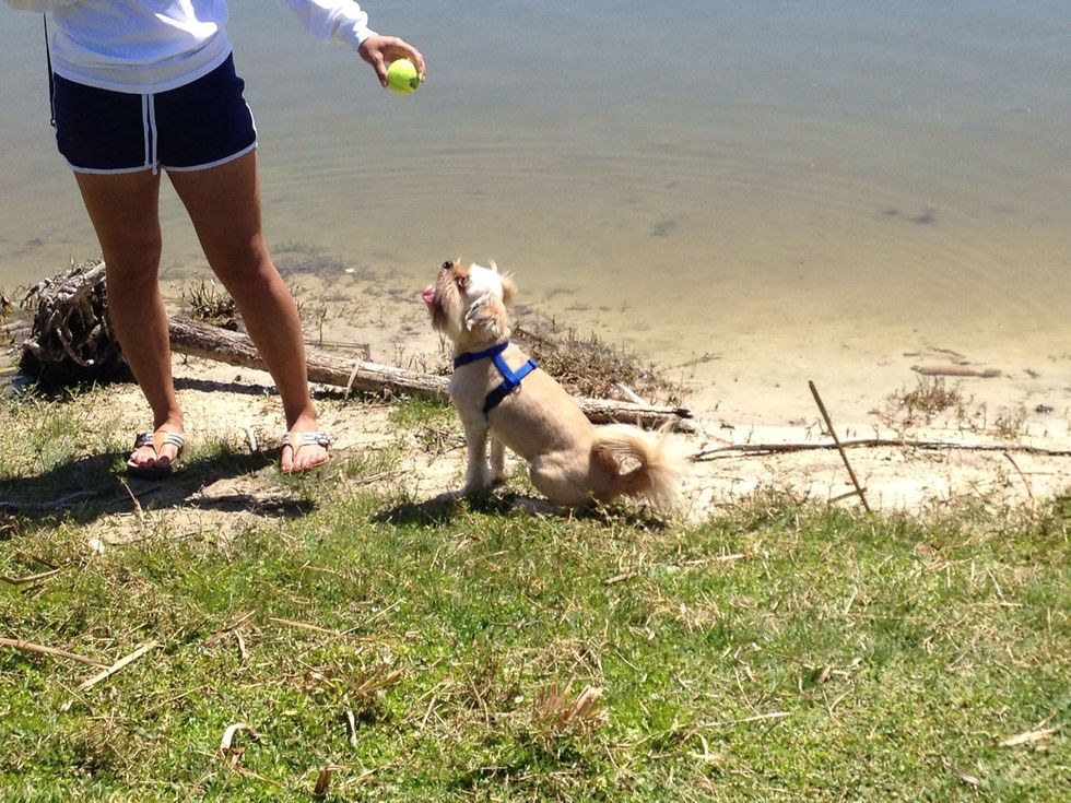 Start with your dog, a toy of choice, and a body of water
