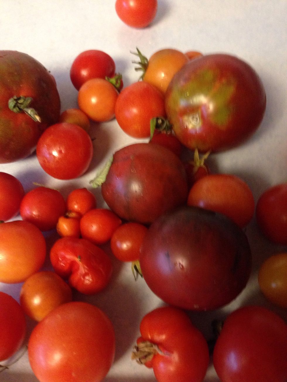 Start with your fresh tomatoes cut them in quarters, until you reach roughly 8 cups