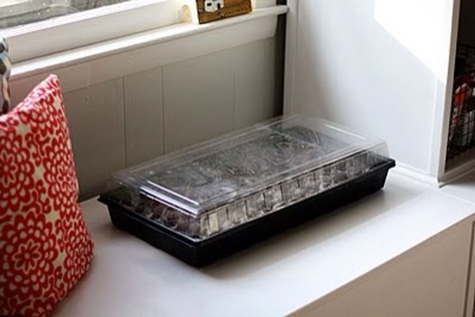 Starting Basil indoors: grab your mini greenhouse with plastic dome lid. Or grab a clear storage tub.