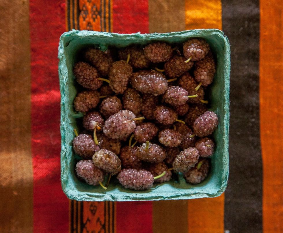 stem the mulberries