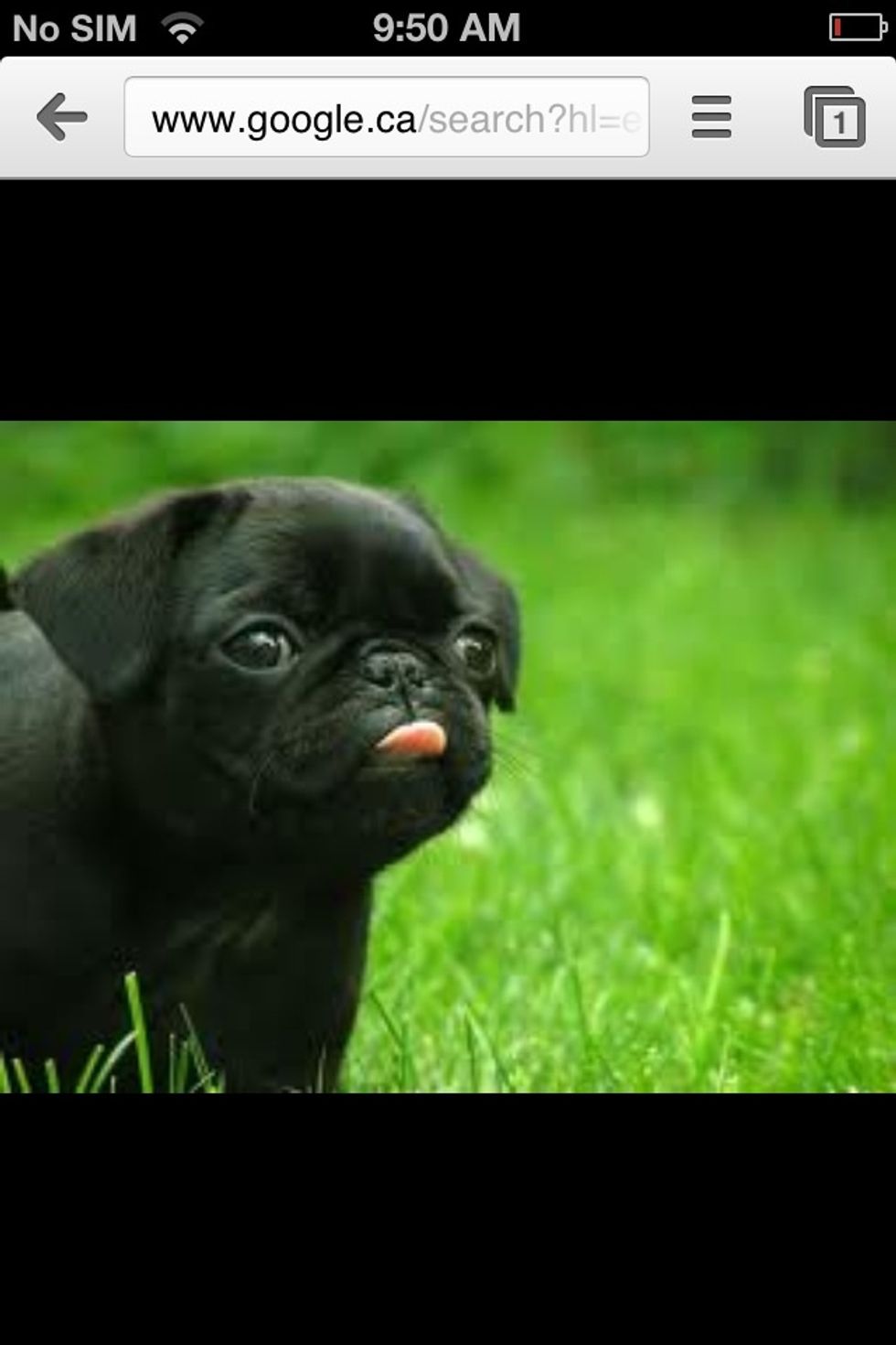 Step #1. Choose what you want to screenshot on your iPhone.