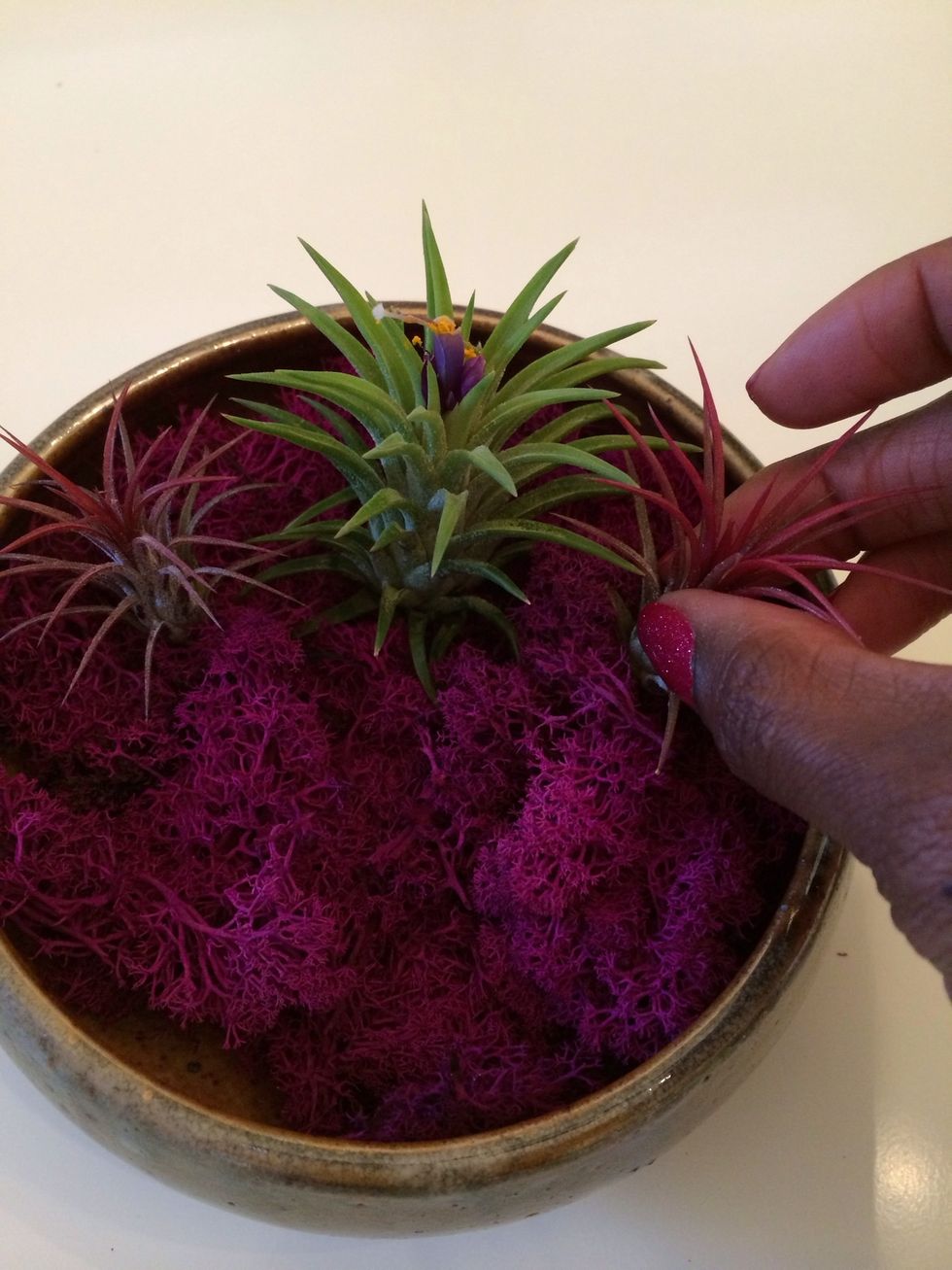 Step 2: Arrange plants in a way that looks pleasing to you.