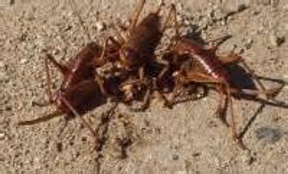Step 4:  Next place all 5 dead crickets under the box.  (If you're inside put them in a shallow container like a bottle cap.)
