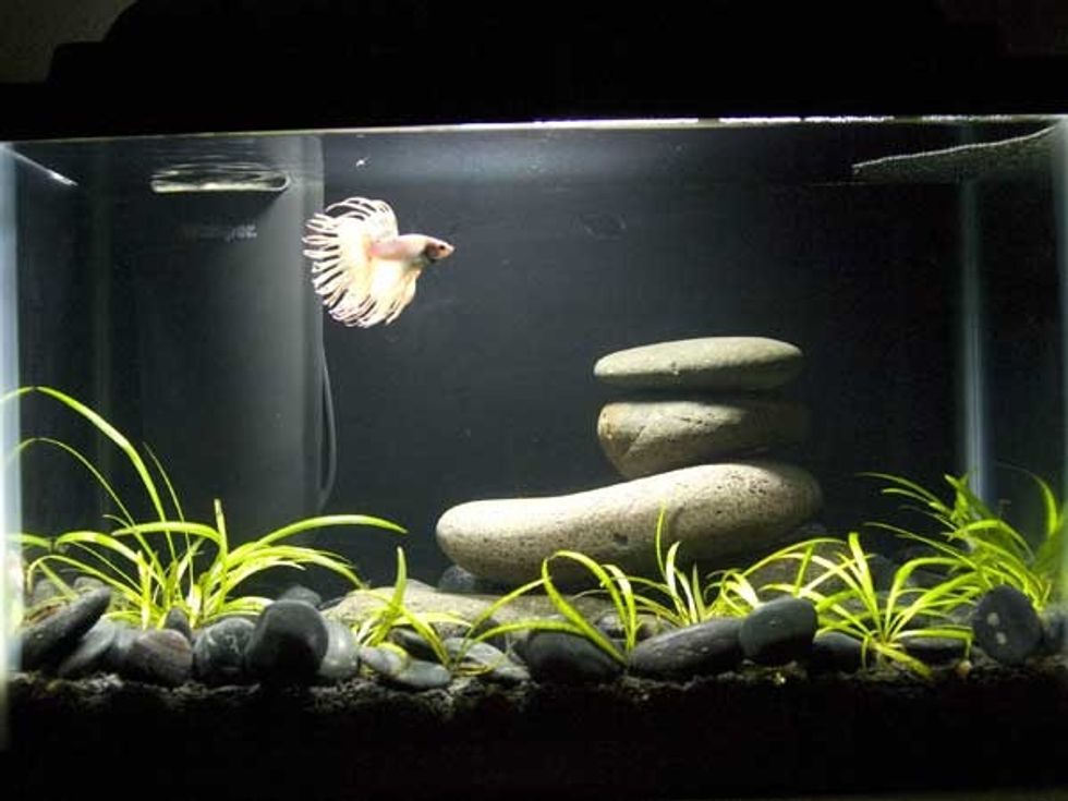 Step 4: Put decorations in the tank to make the fish feel comfortable.