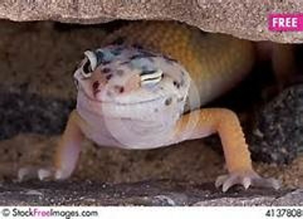 Step 5:  Finally pick up the string and take it over to a good hiding place, like behind a bush. Pull the string if you see or feel something and soon you will catch that lizard!