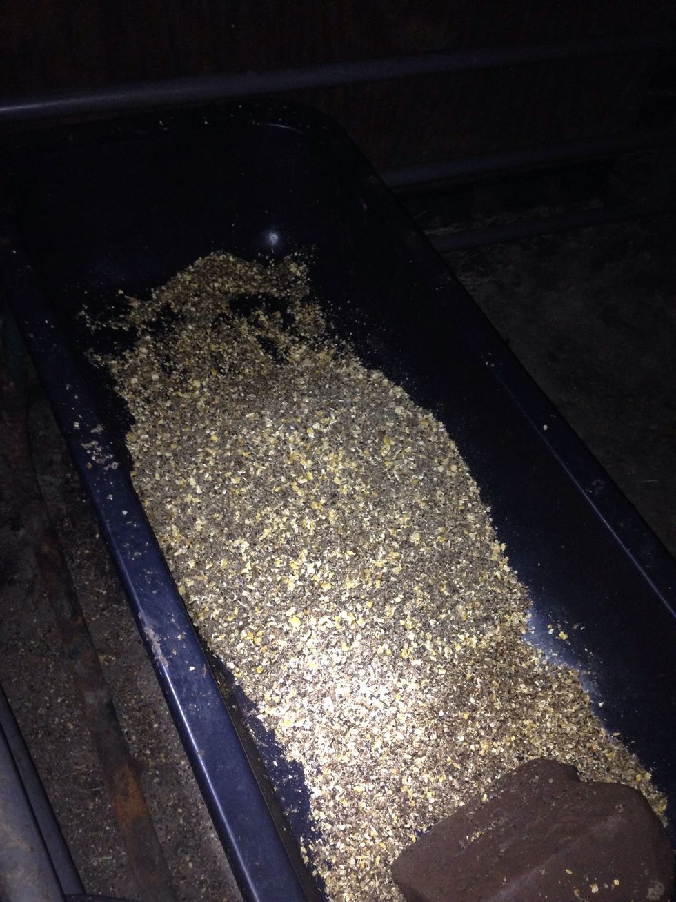 Step 8: Pour the mixed feed into the calf's feed trough.