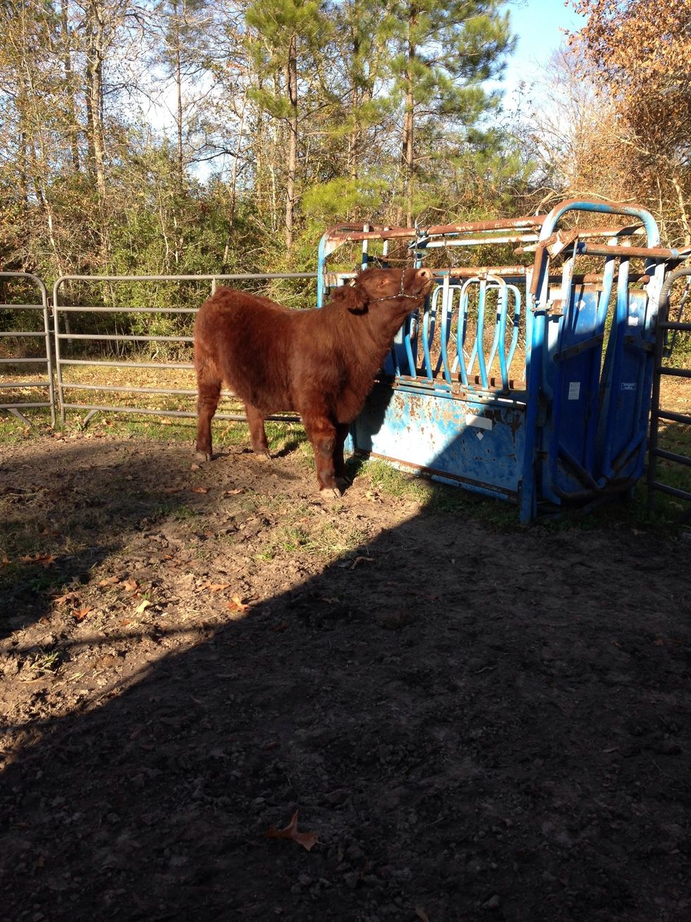 Step 9: watch the beast eat his food.