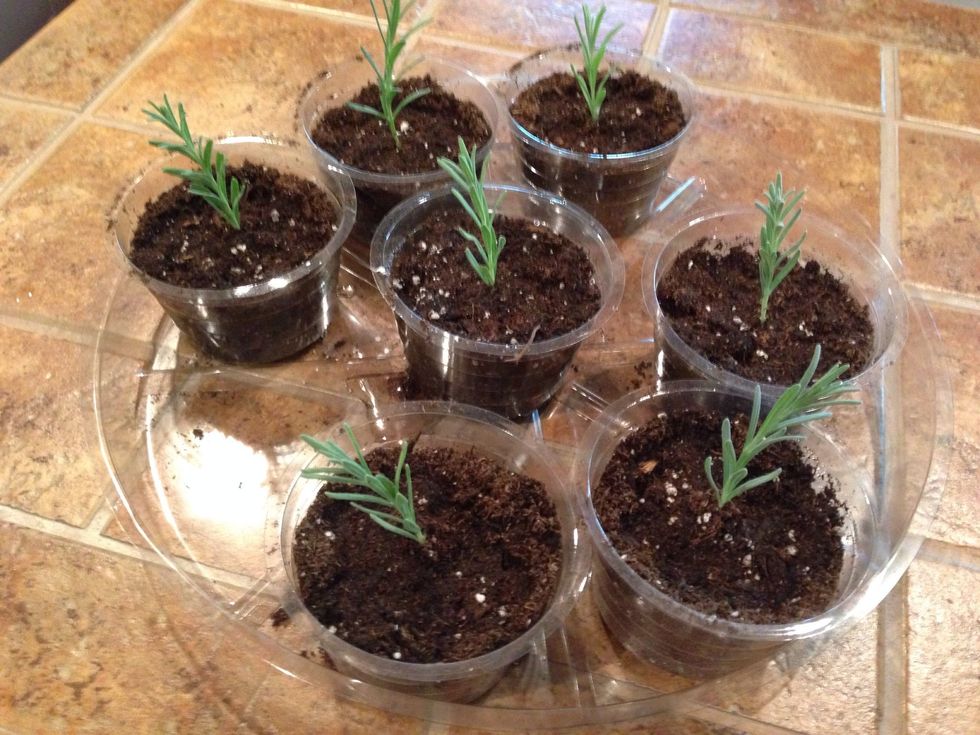 Stick into already wet potting soil. And press down lightly on soil around the stem to firm it up. Make sure you have drainage holes in your pot.