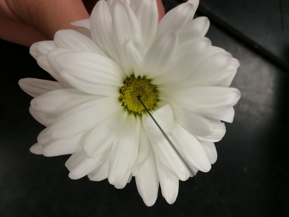 stick the wire into the center of the mum