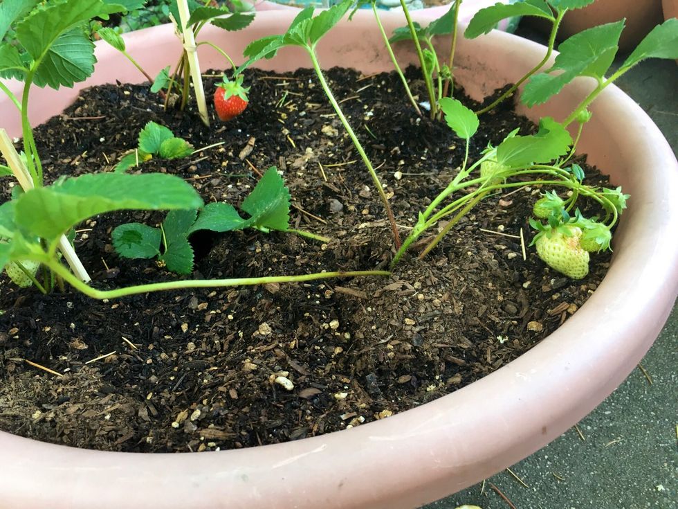 Strawberry plants have a hard time standing straight because the strawberries tip it down