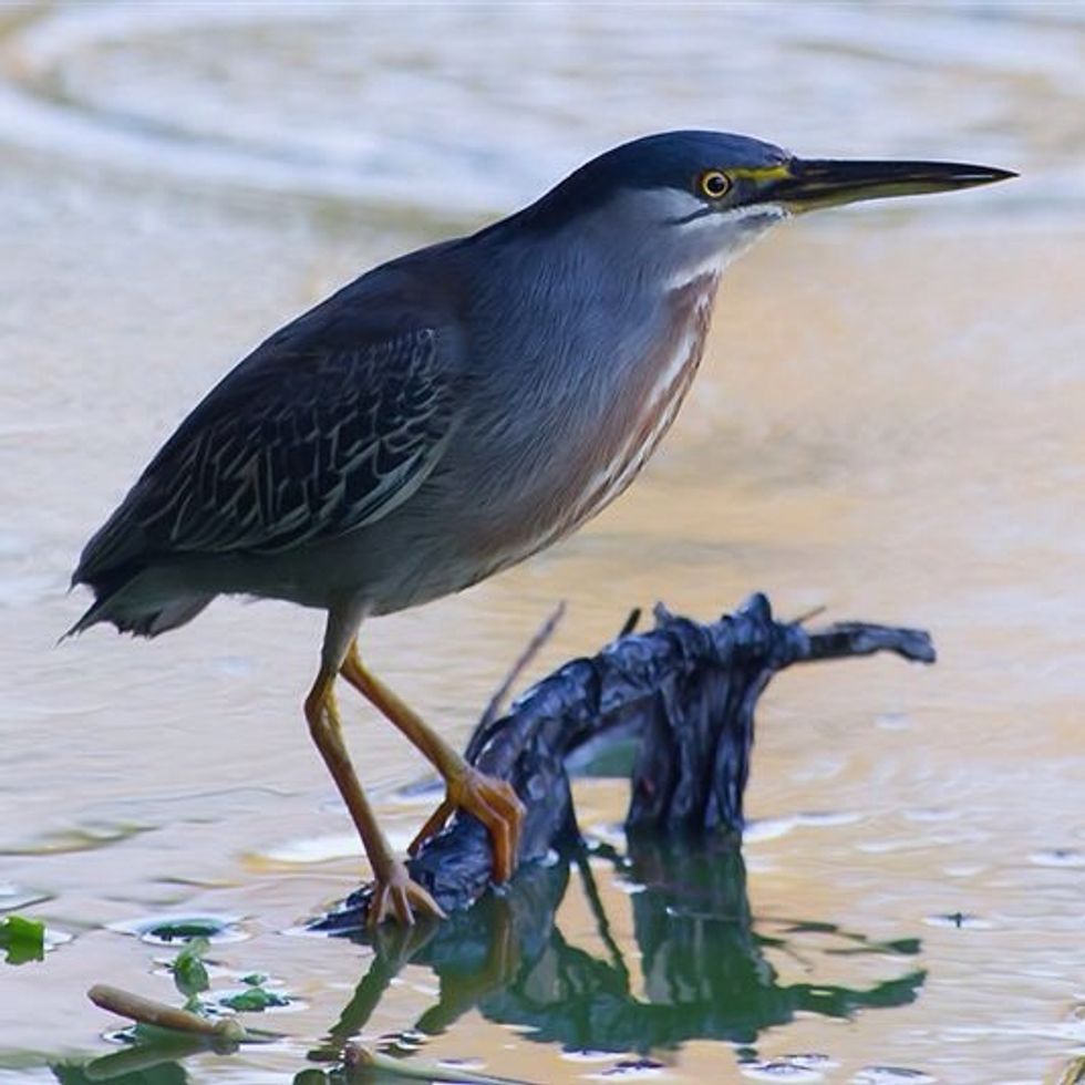 Striated Heron