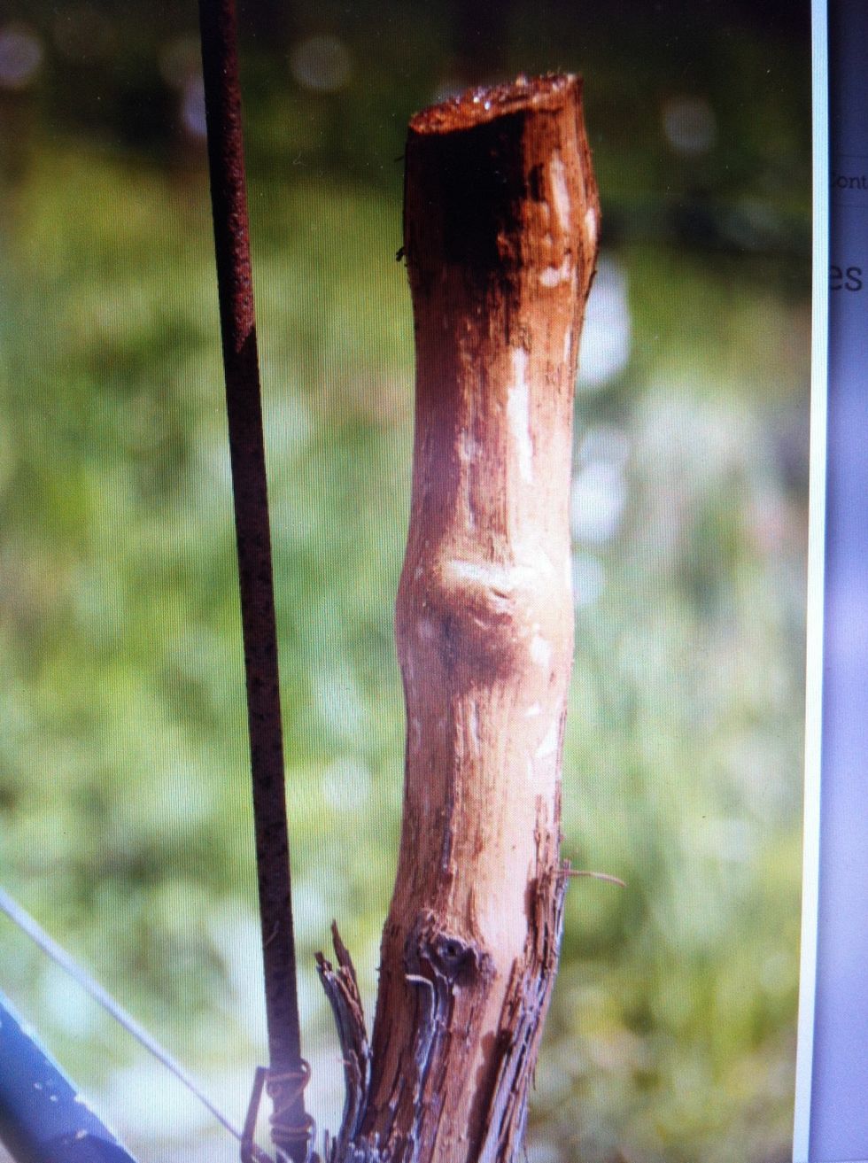 Strip the bark from the top quarter of the trunk in the spring.