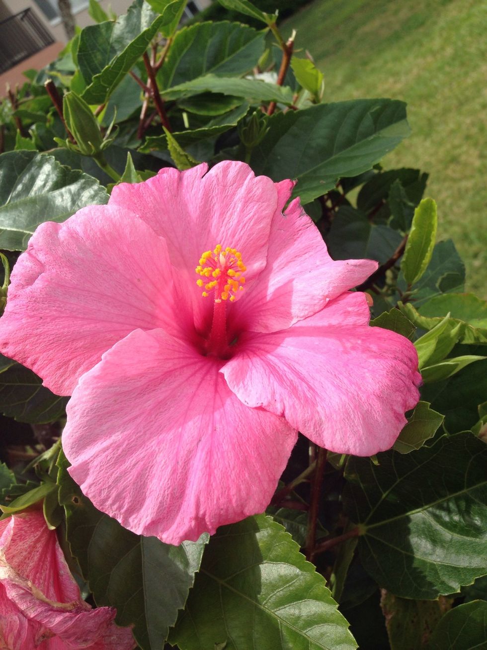 Success is getting what you want. Happiness is wanting what you get - Dale Carnegie