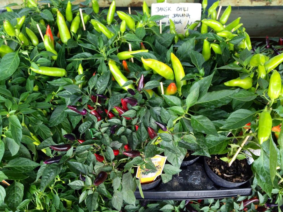 Such lovely chili plants! We thought about bringing some home with us but we're not really great with plants \ud83d\ude1e
