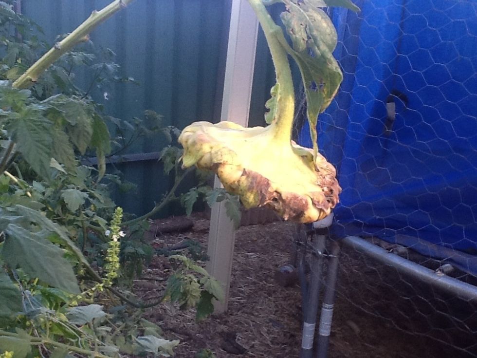 Sunflower leaves and the heads are really good, plus they love them!