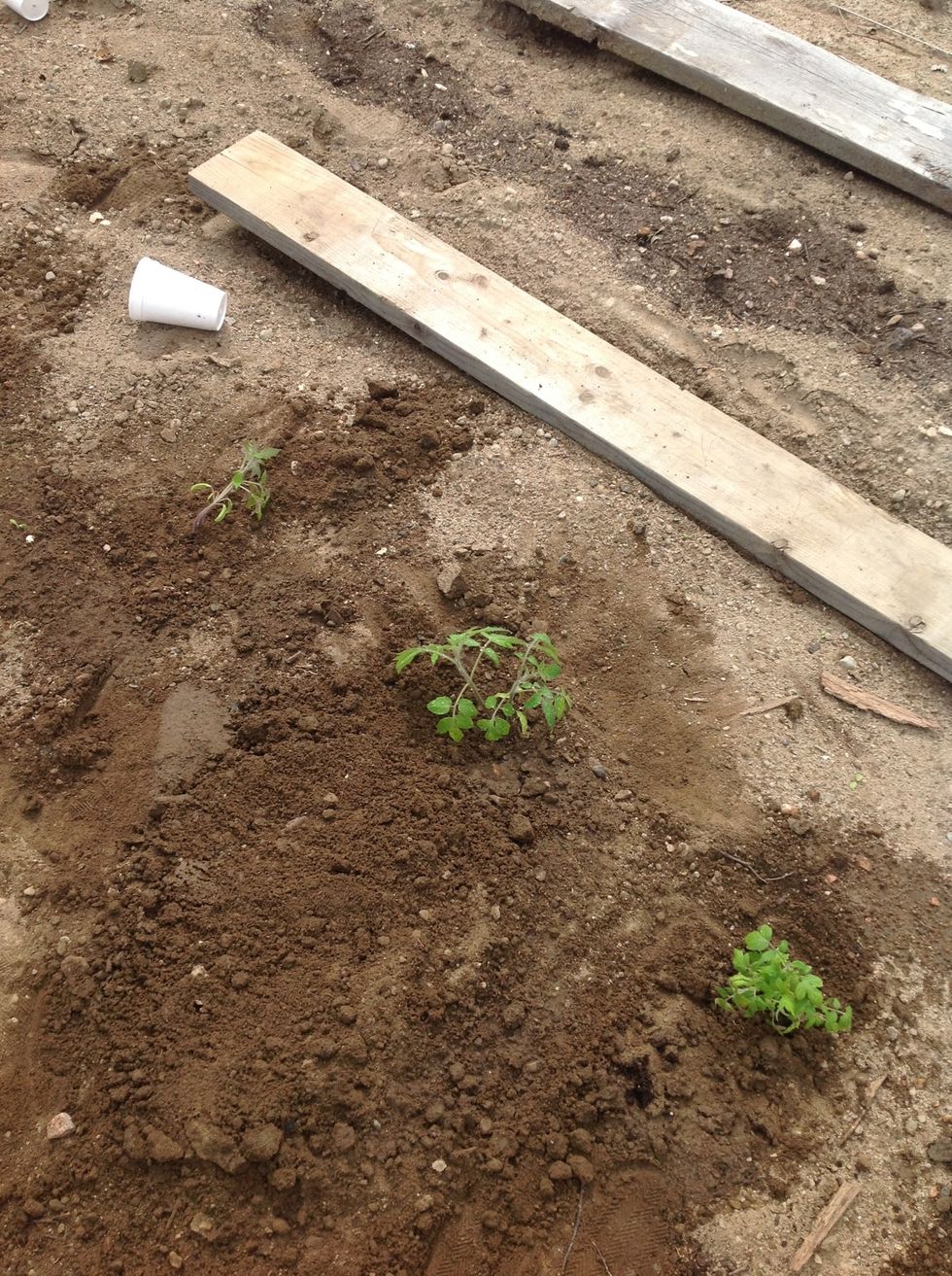 Surround the plant with soil to cover up the roots.