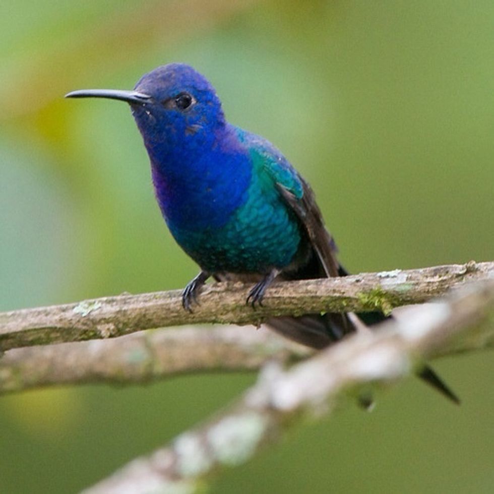 Swallow-tailed Hummingbird