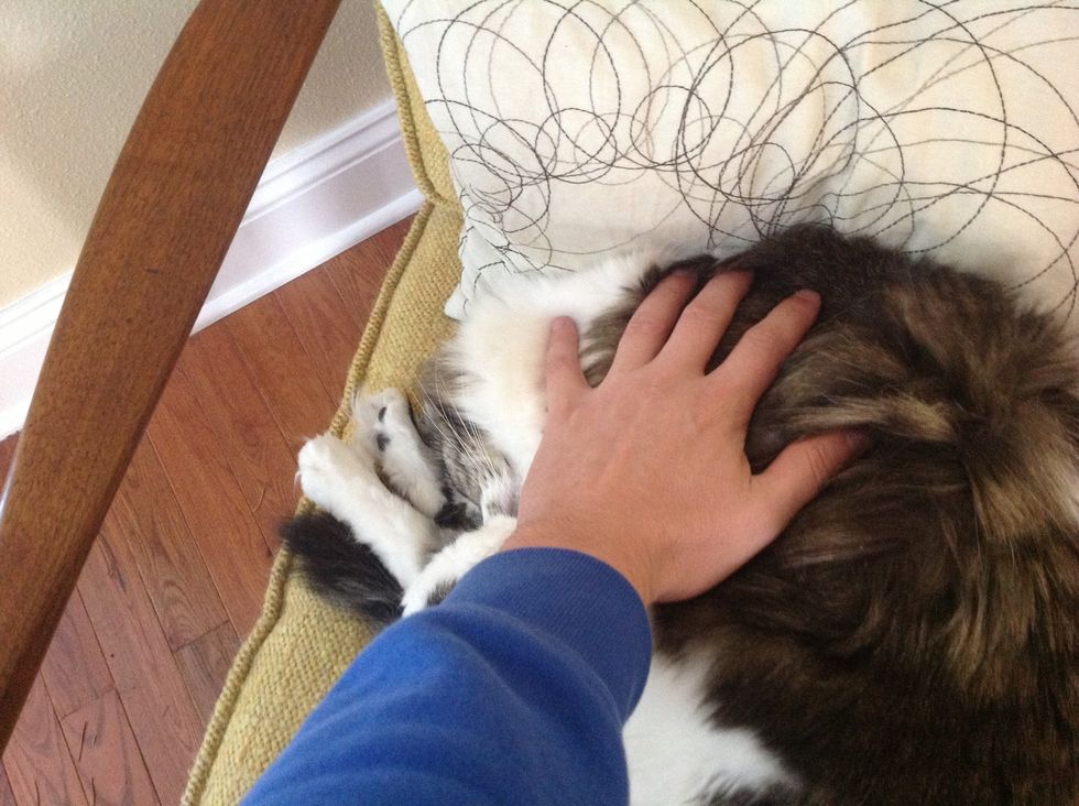 Swipe rear to head on cat using full hand