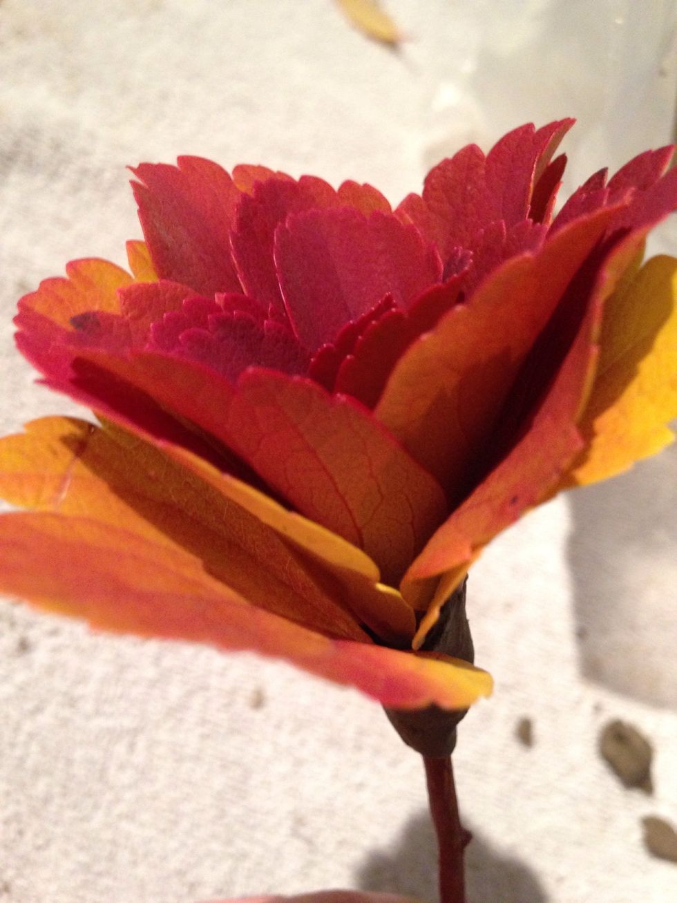 Tada, beautiful flower