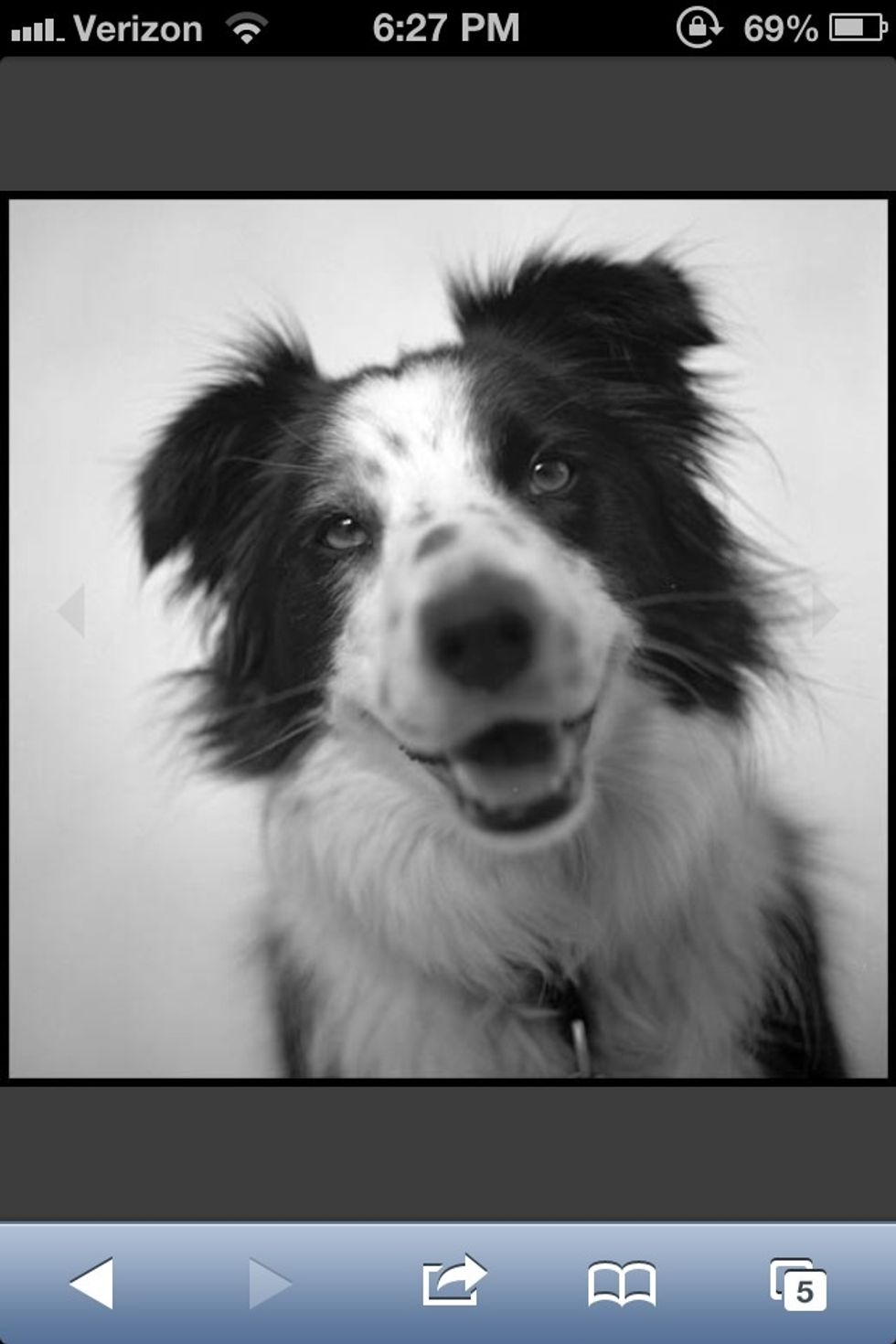 Tail wagging, calm eyes, body not tensed, ears relaxed or pointed up, panting/mouth open (but not baring teeth) , and it may "bow" by lowering it's body.