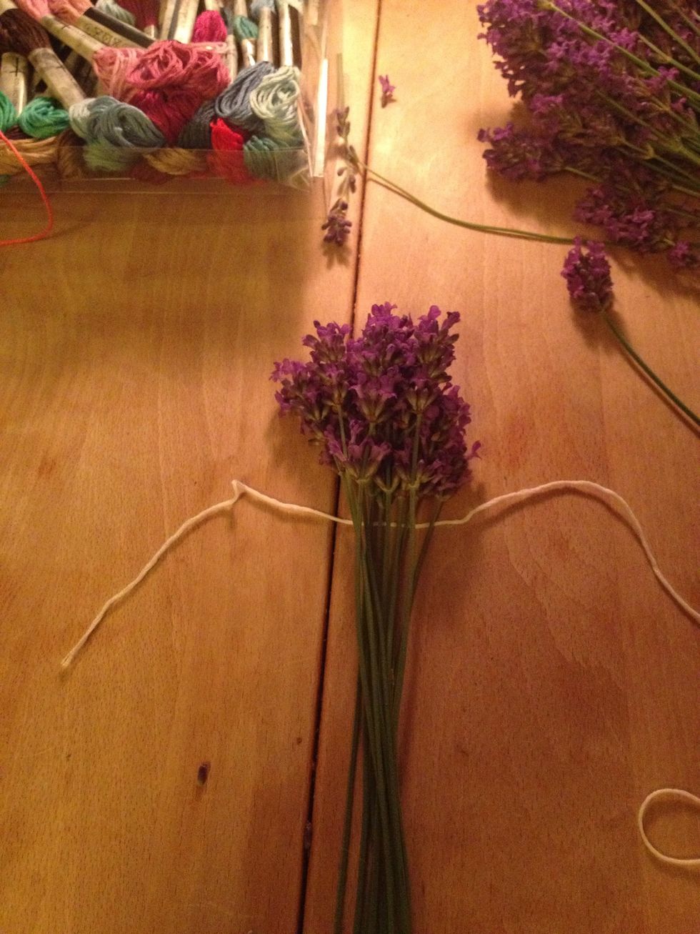 Take 14 lavender and place the bottom of the flower heads together. Tie your string under the flower heads. Leave the short end of the string long, you will need it later.